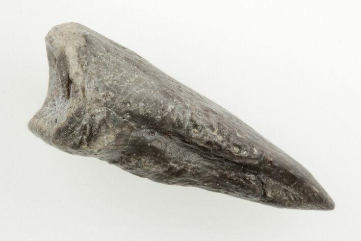 Permian Amphibian (Eryops) Fossil Claw - Texas #197356